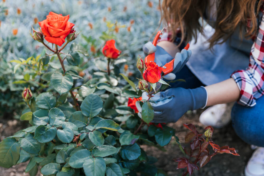 Kiedy i jak sadzić róże? Sadzenie róż krok po kroku