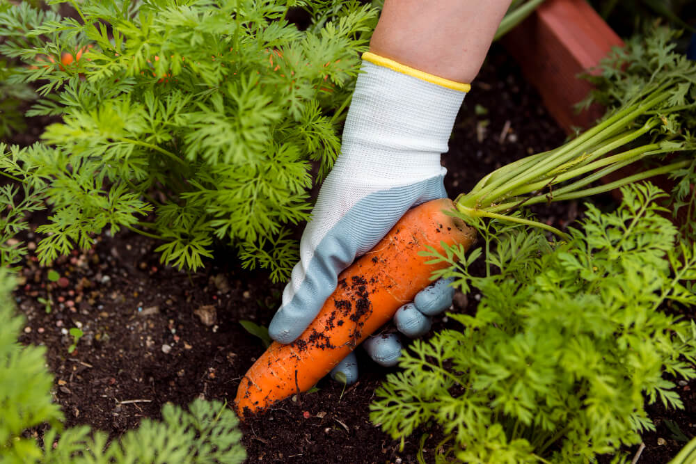 Kiedy i jak sadzić marchewkę – sadzenie marchewki krok po kroku