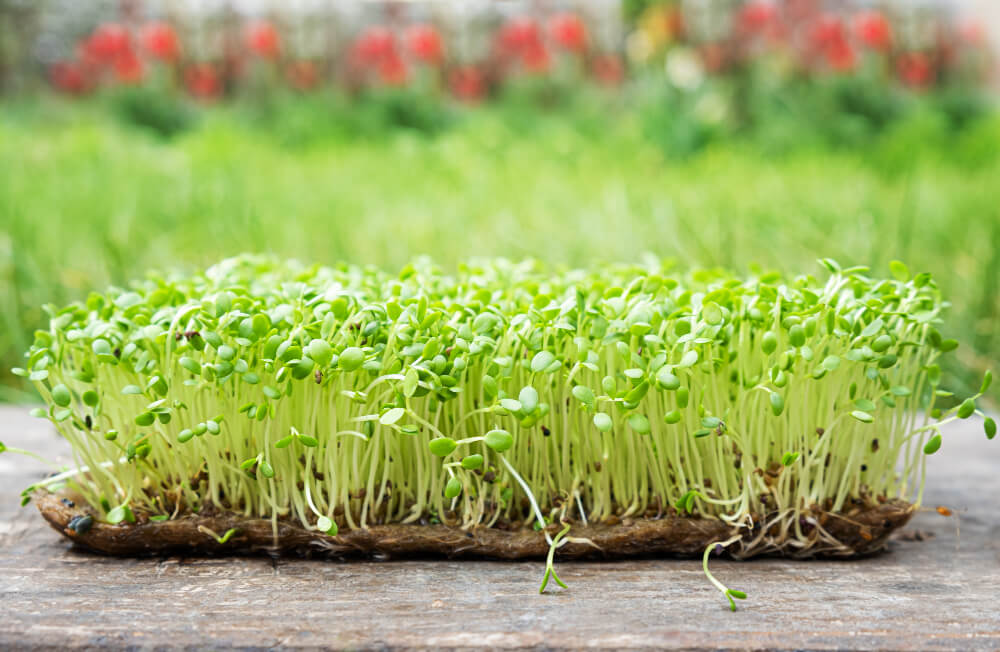 Rzeżucha – jak sadzić rzeżuchę? 5 najlepszych sposobów na sadzenie rzeżuchy