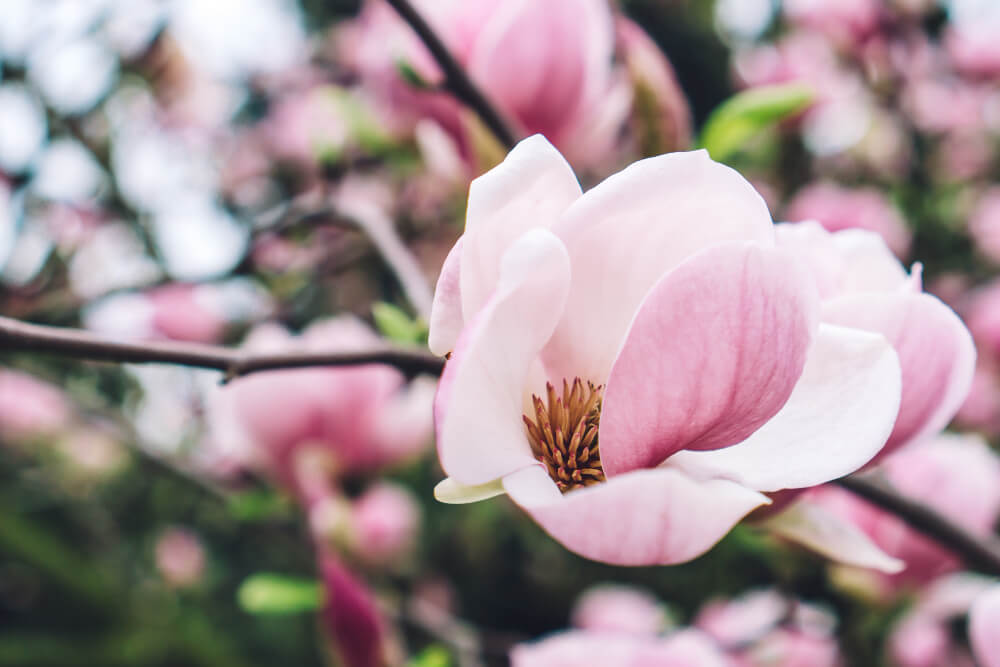 Przycinanie magnoli – jak i kiedy to robić? Praktyczny poradnik
